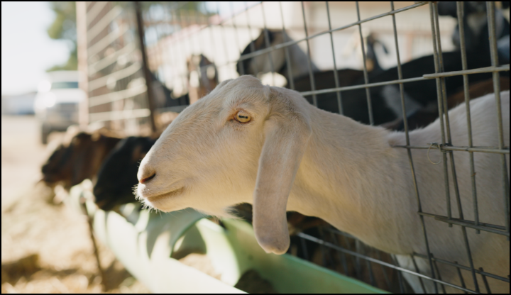 Animals on a farm.