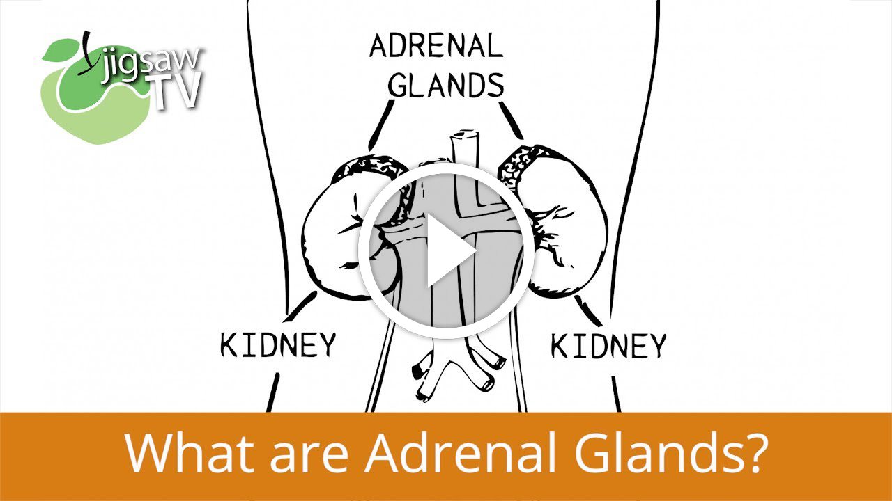 What are Adrenal Glands?